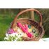 You2Toys - Vibrateur poussoir Hammer - Lapin