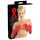 LATEX - gants longs unisexes (rouges) - L